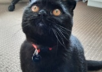 Luxu