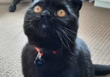 Luxu