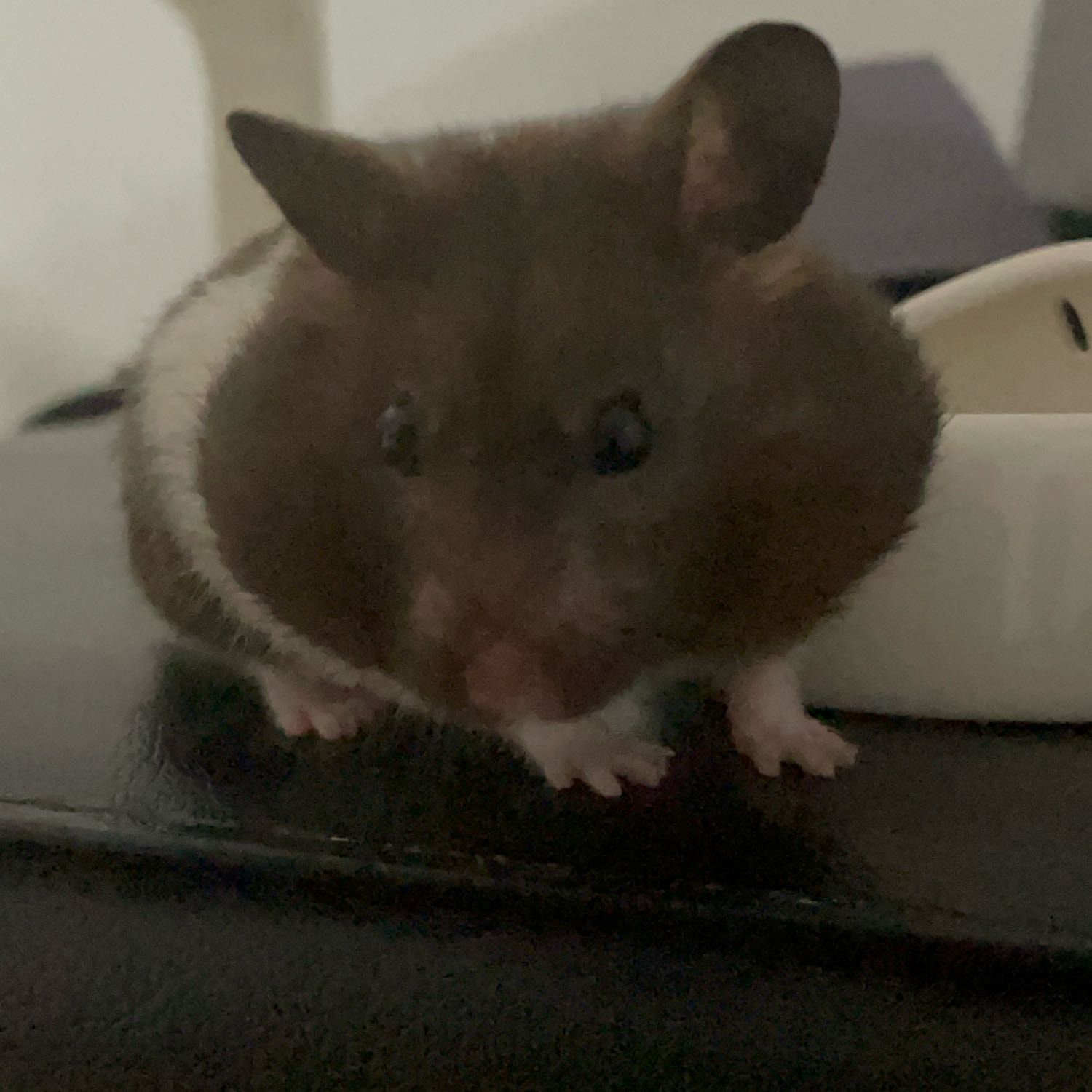 Ori