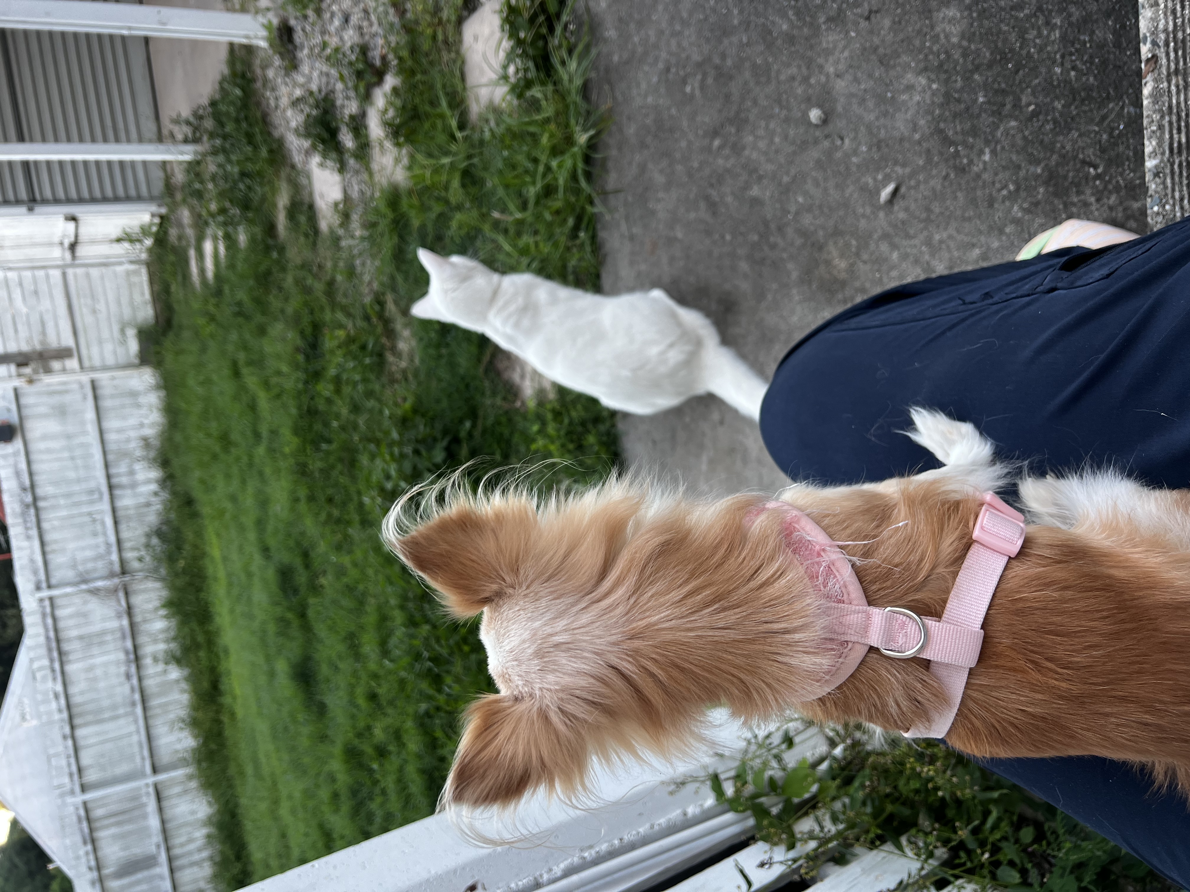 image-17