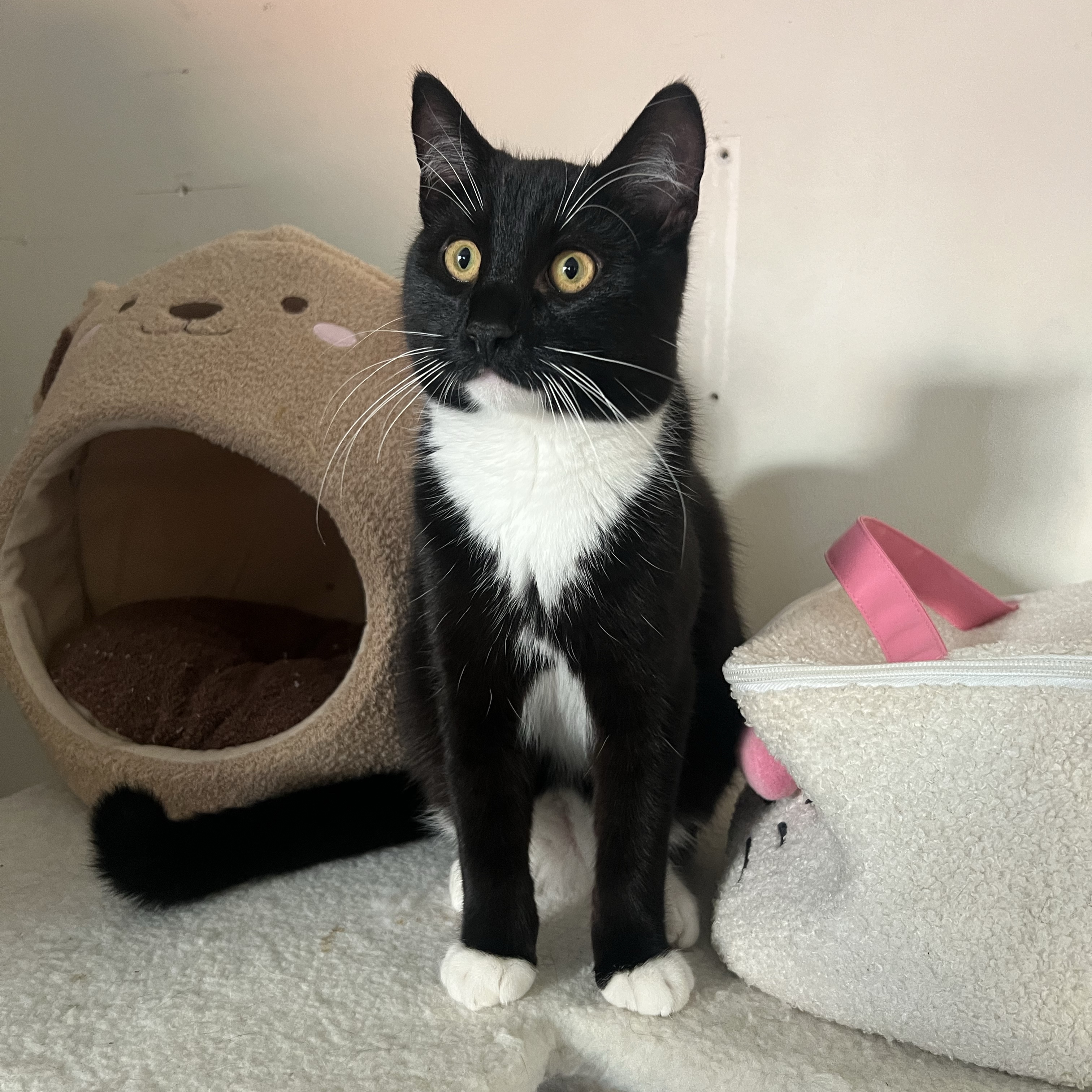 Milo