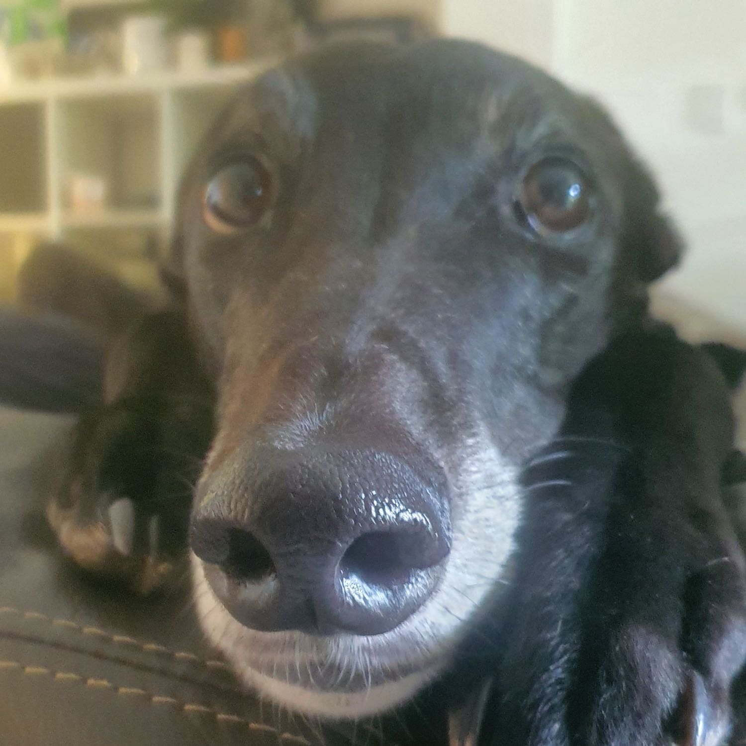 Milo