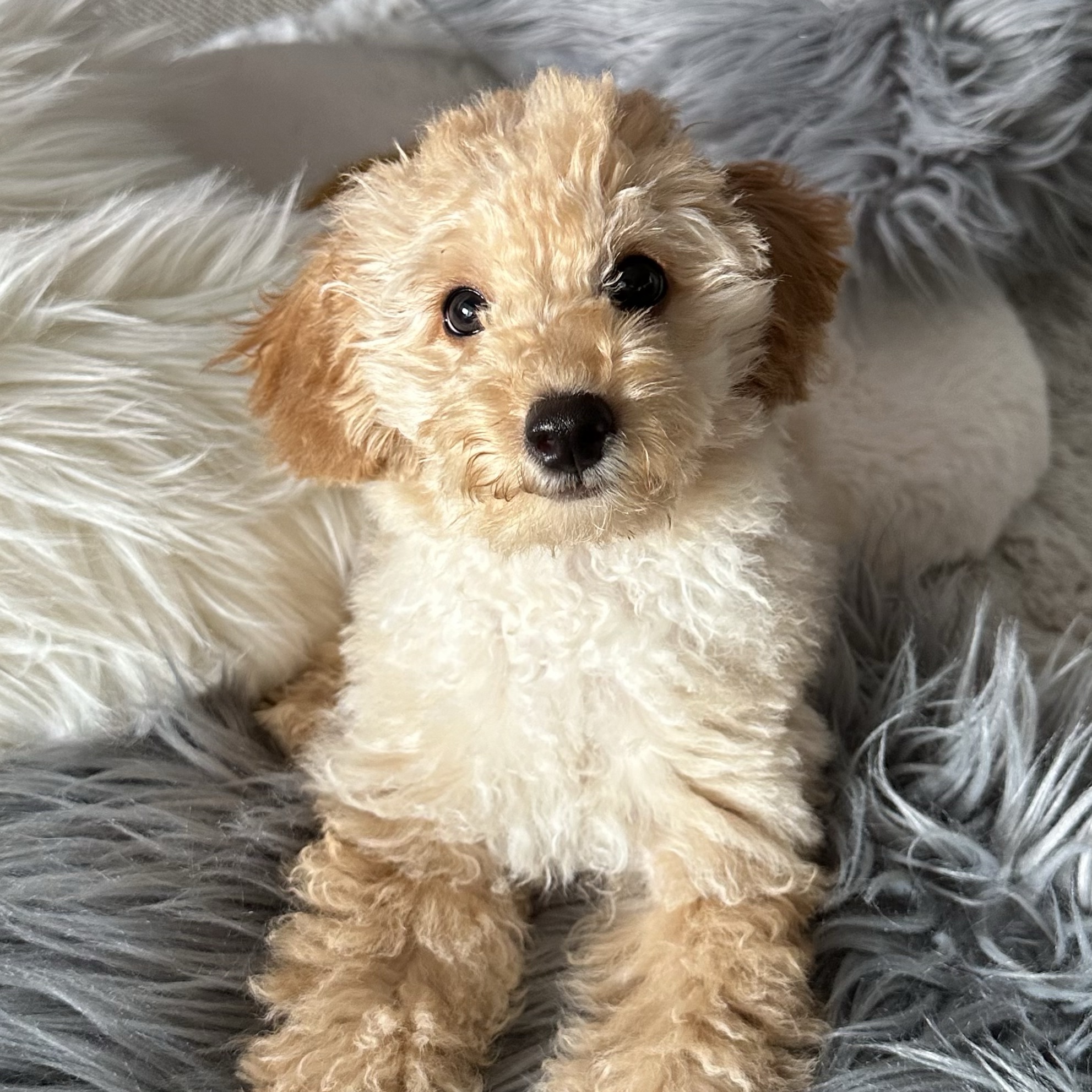 Oscar