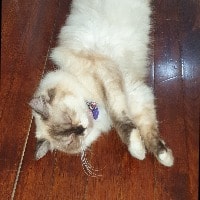 Coco