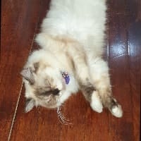 Coco