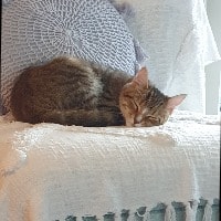 Pip