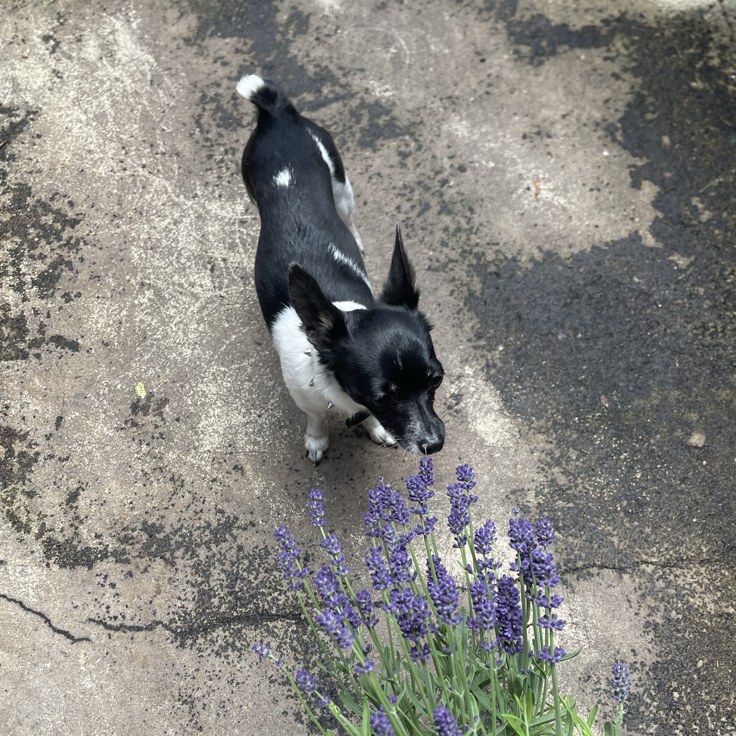 Emmy-Lou