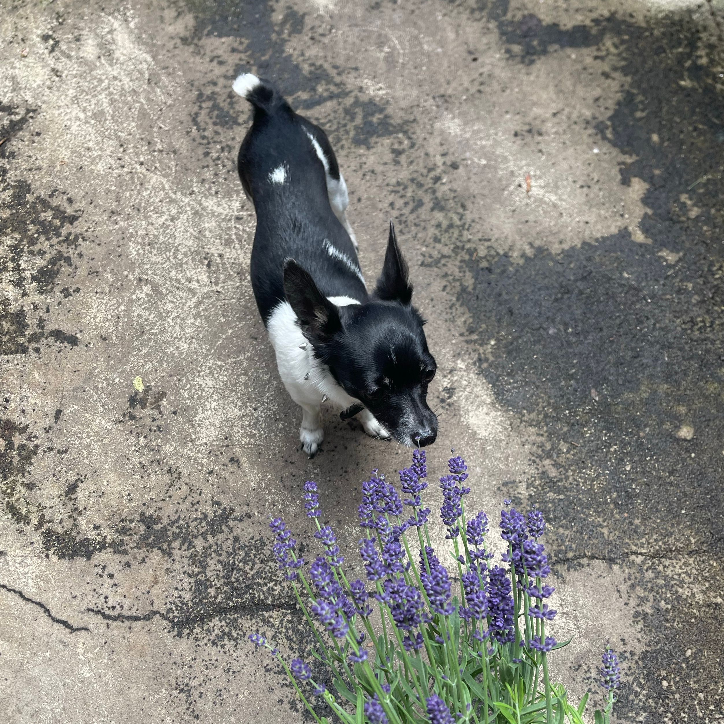 Emmy-Lou