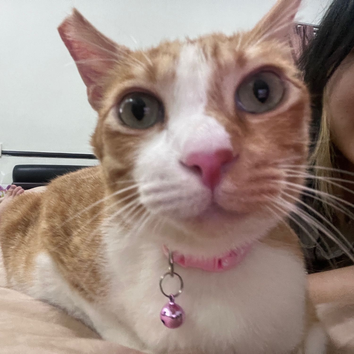ginger