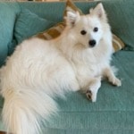 poppy 