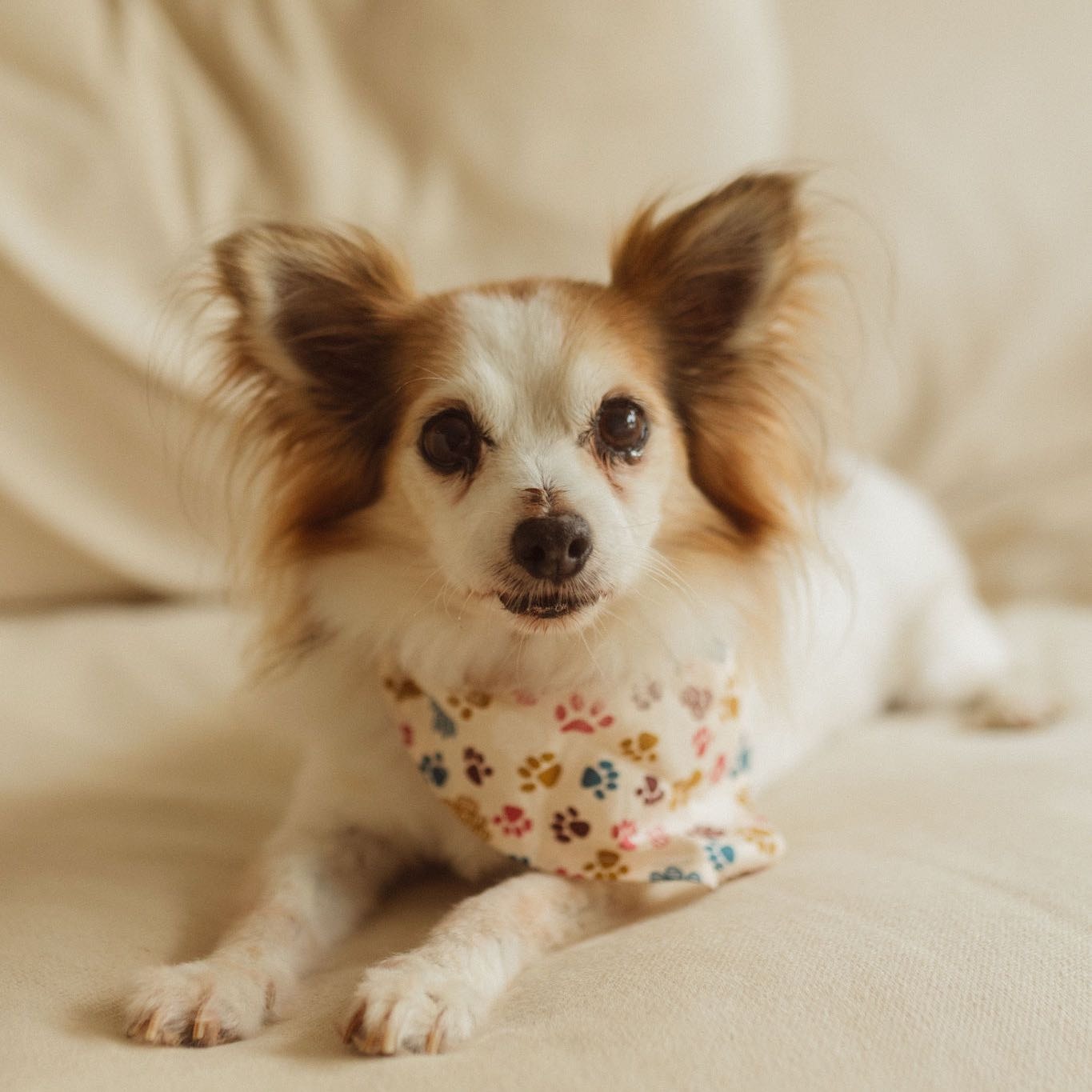 Pippy 