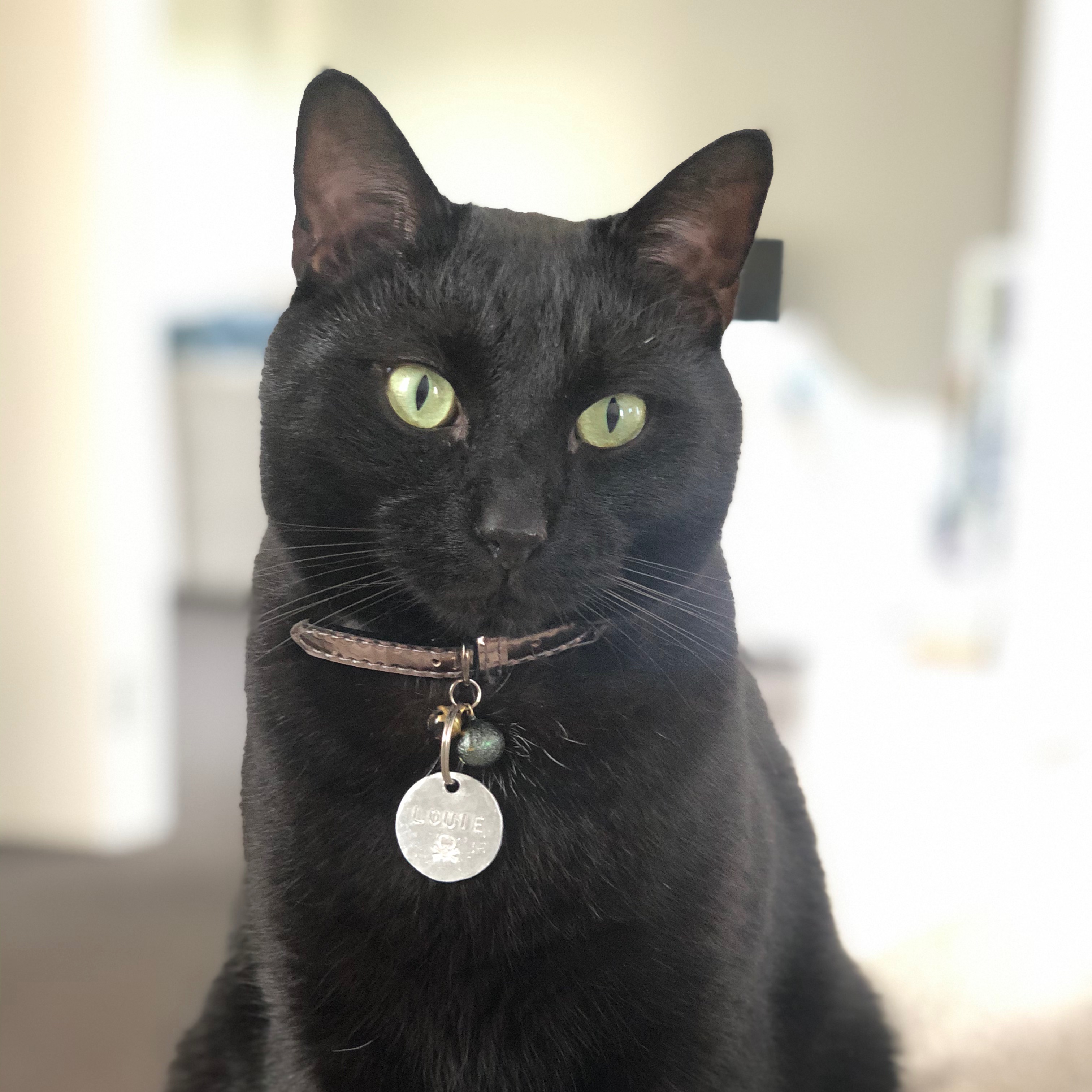 Louie