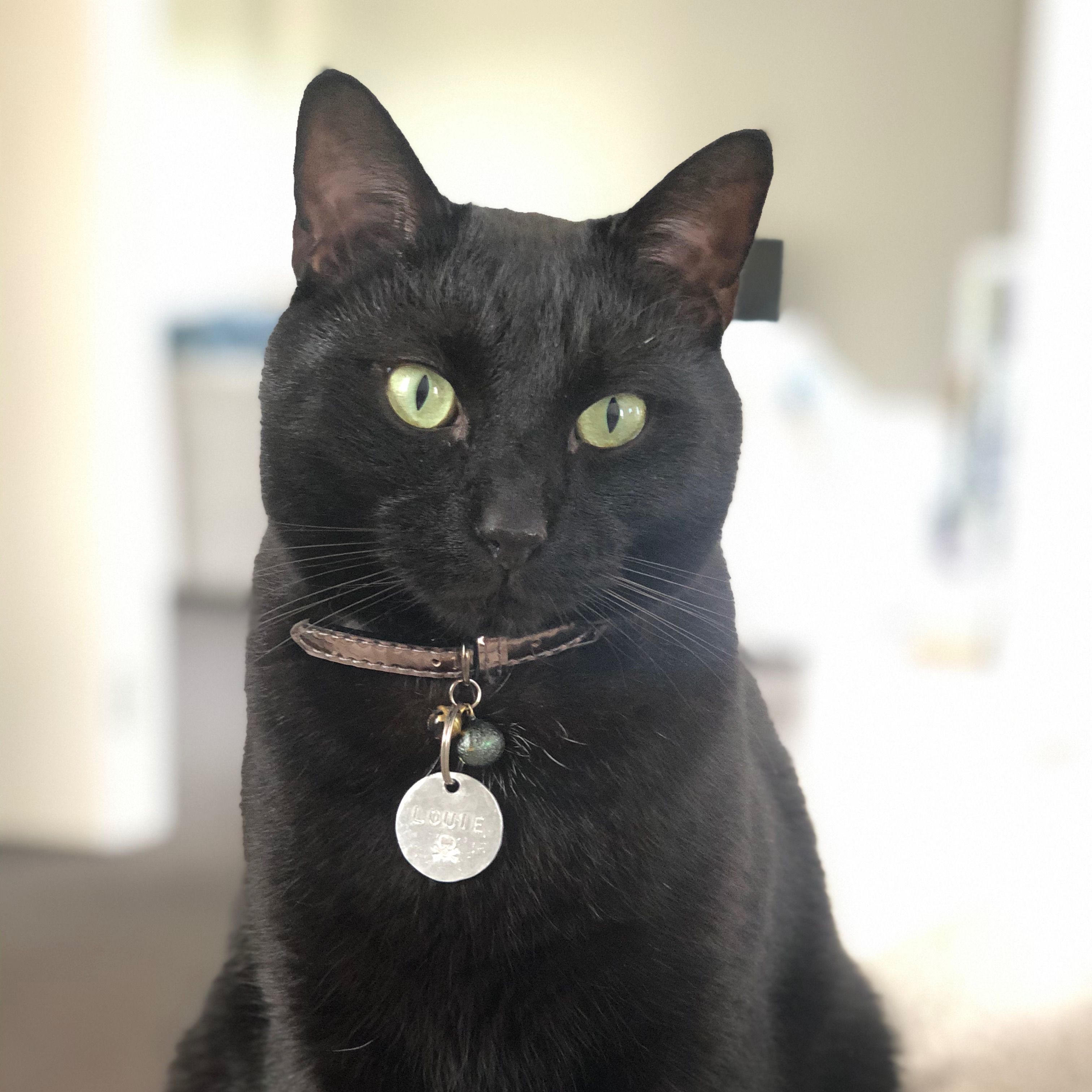 Louie