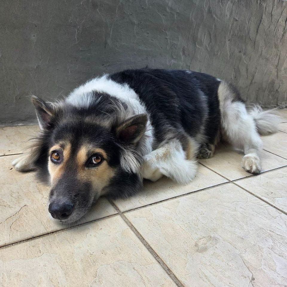 Loki