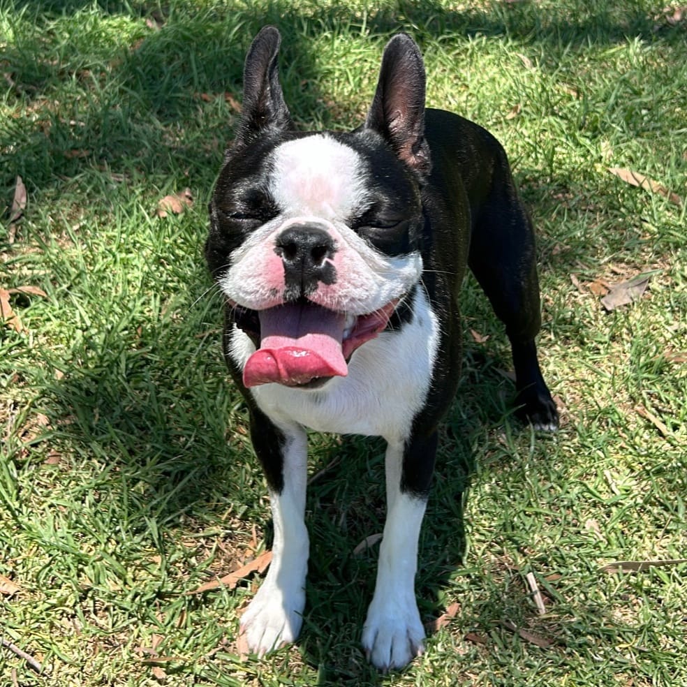 Benji