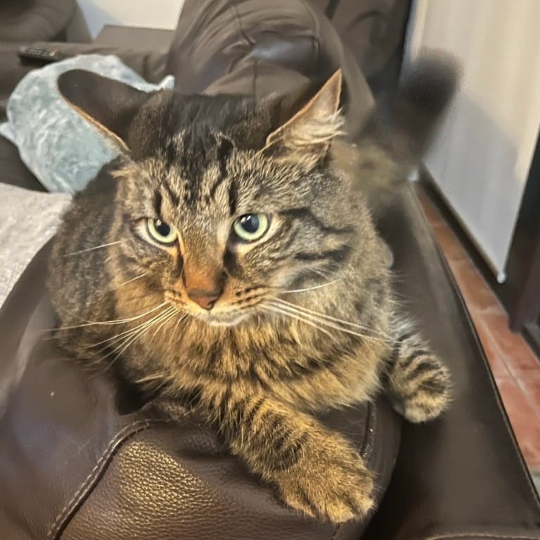 Oscar