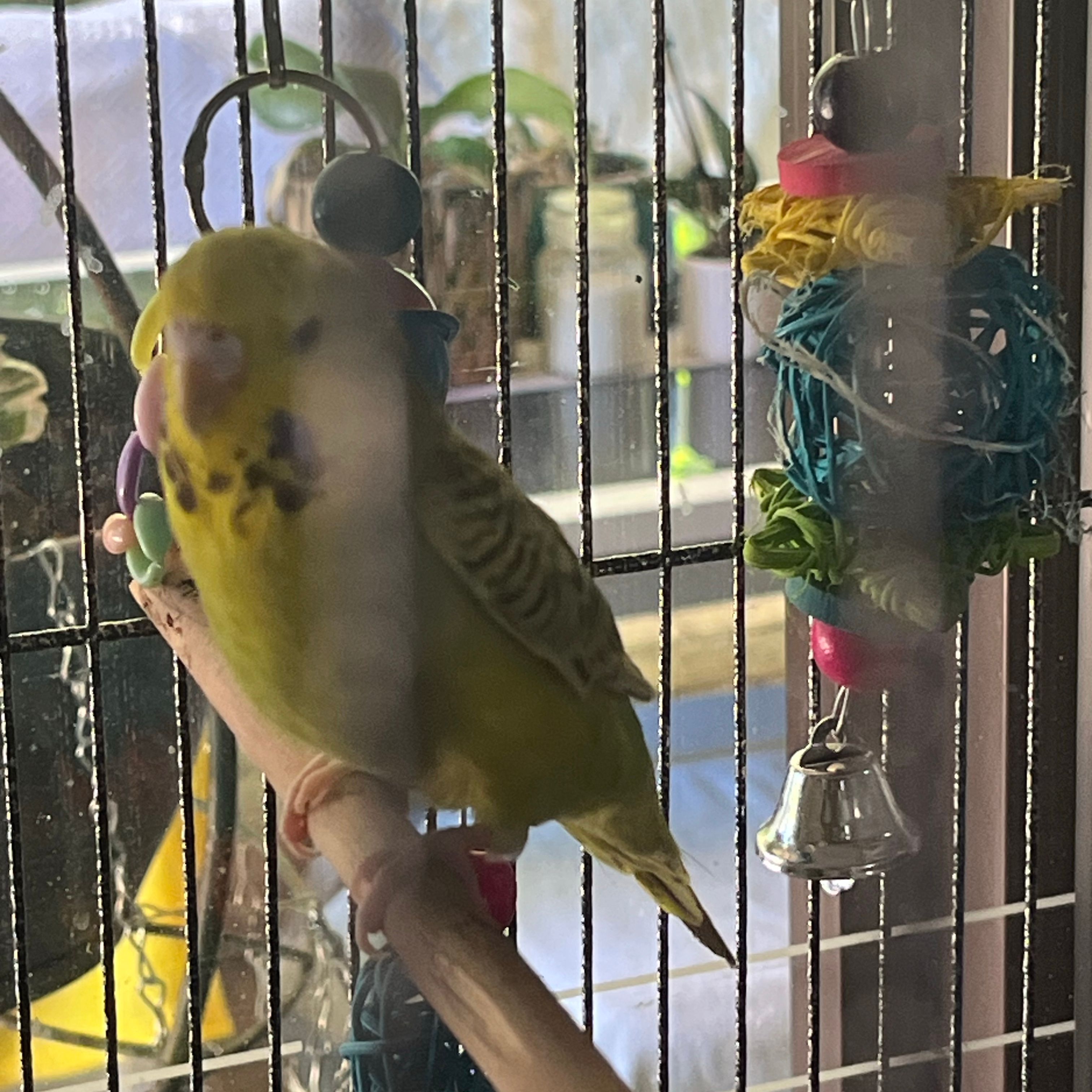 Pip