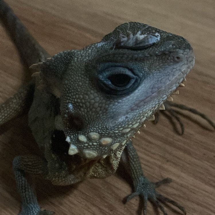 Mushu (Blue)