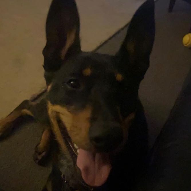 Loki