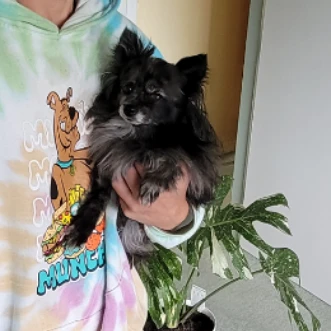 Vivi