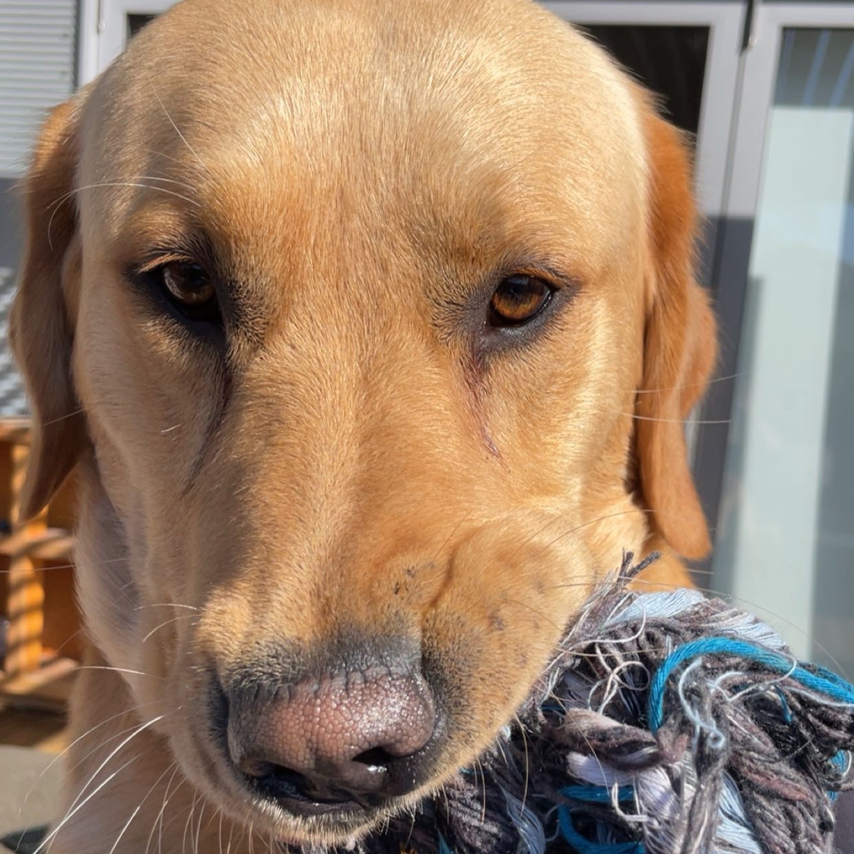 Odie