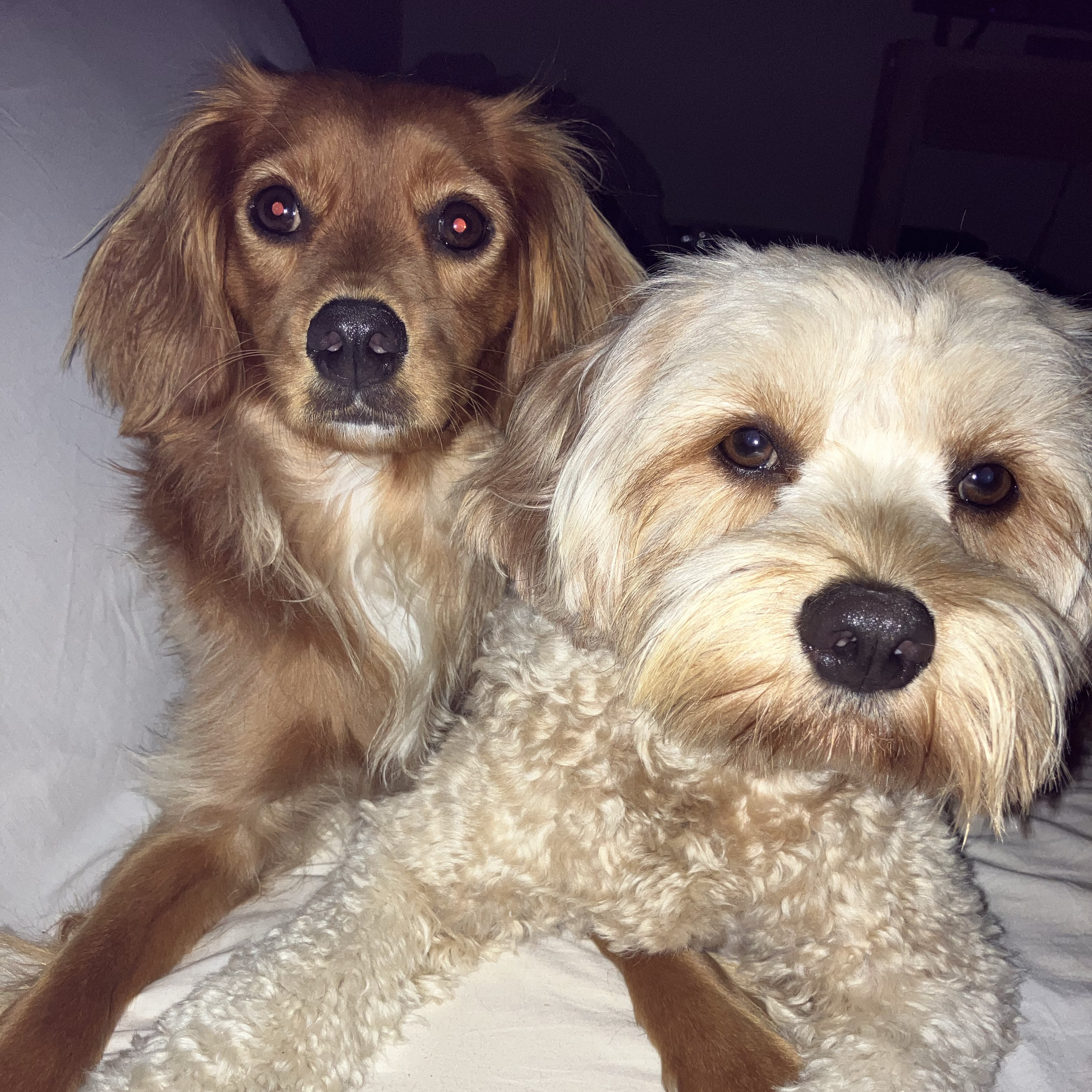 Oscar and Ollie