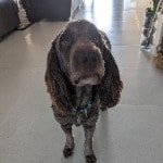 Wilson