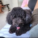 Pepper
