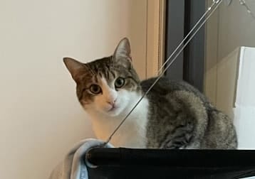 Tilly