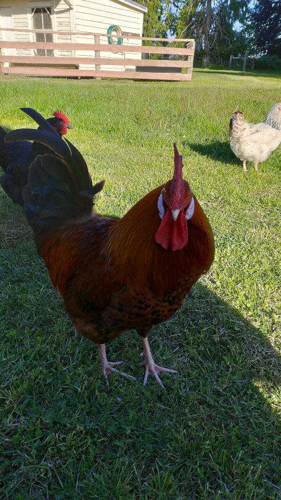 Blu