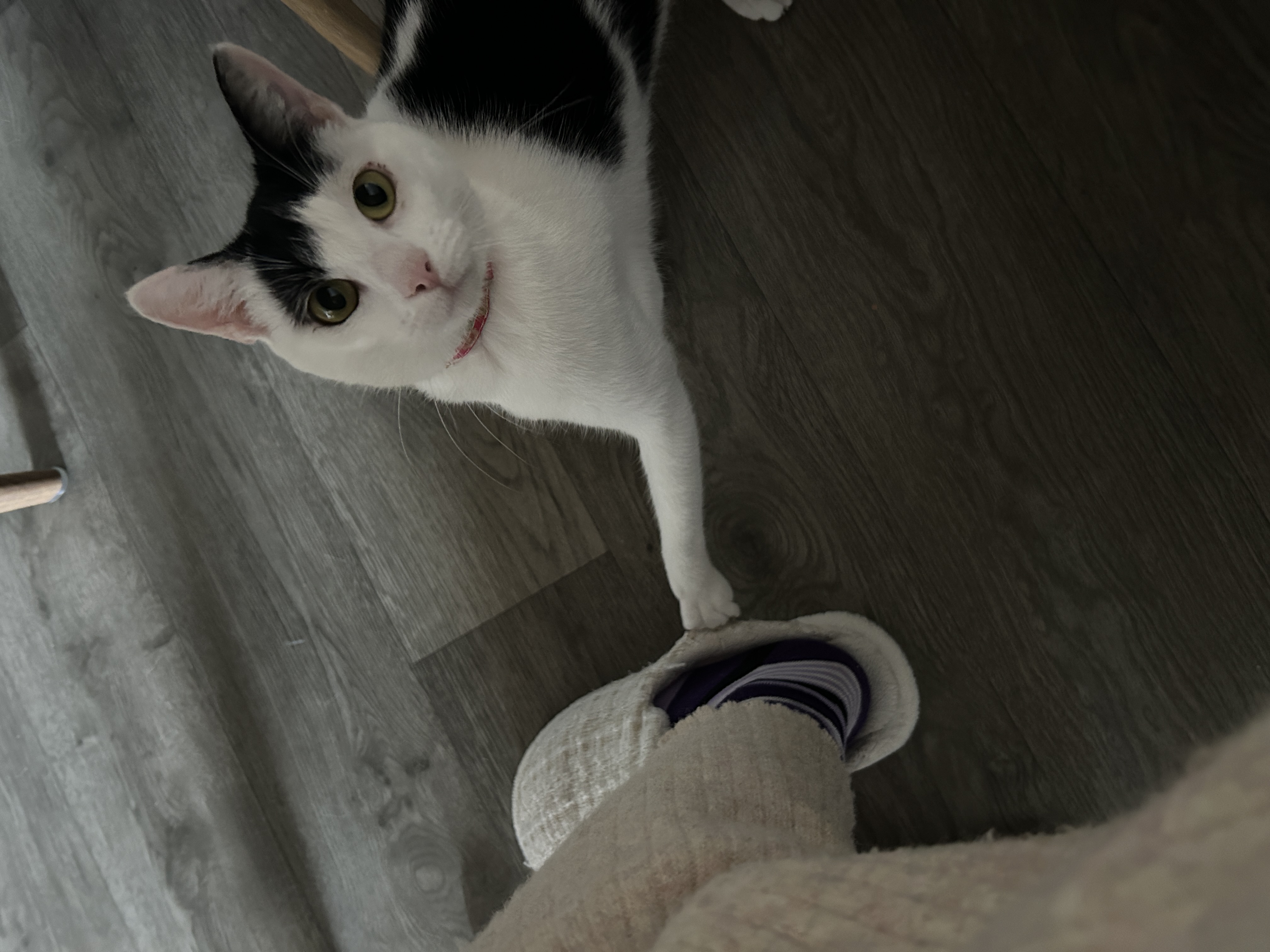 image-7