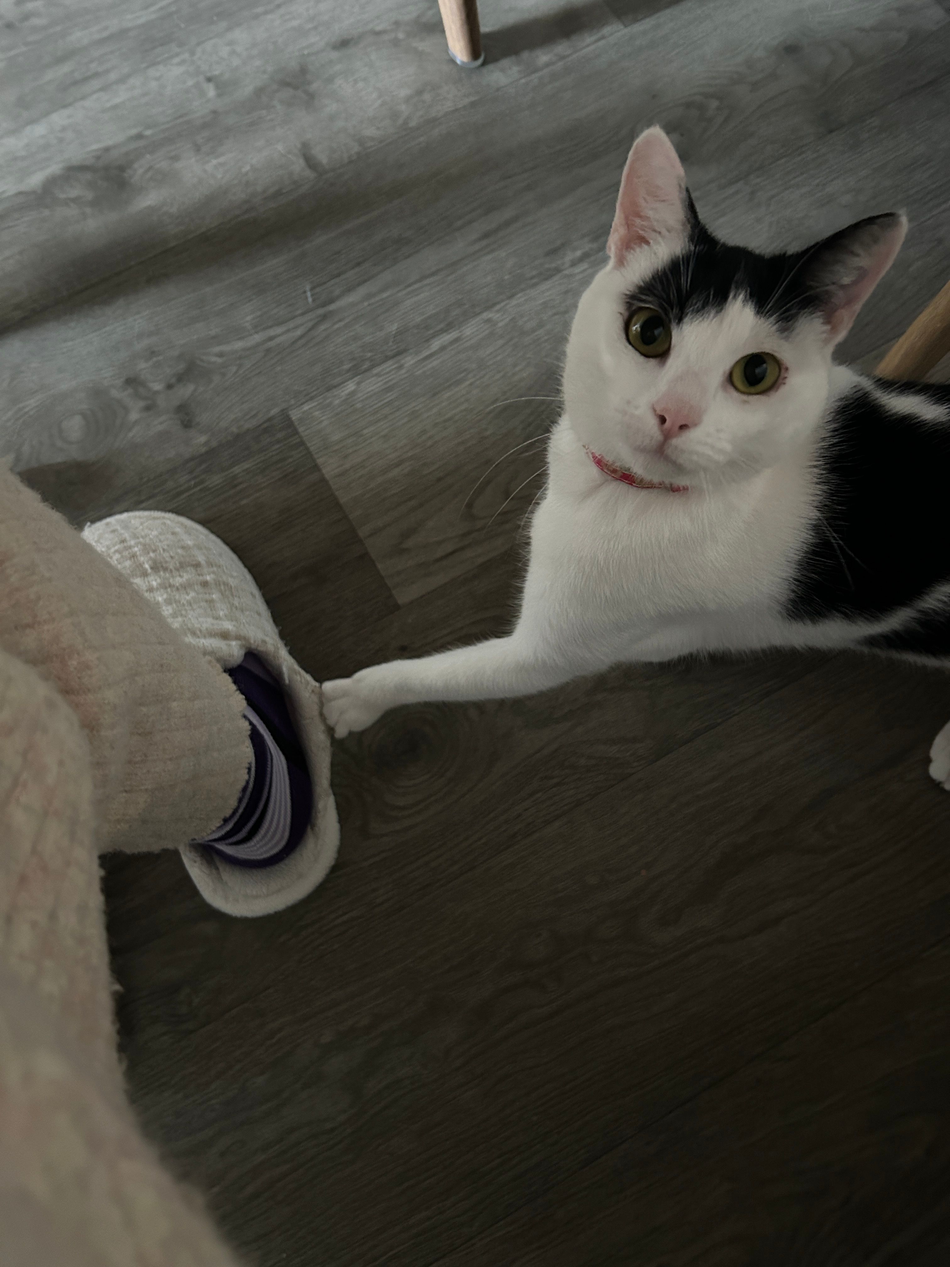 image-7