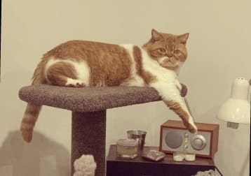 Juniper