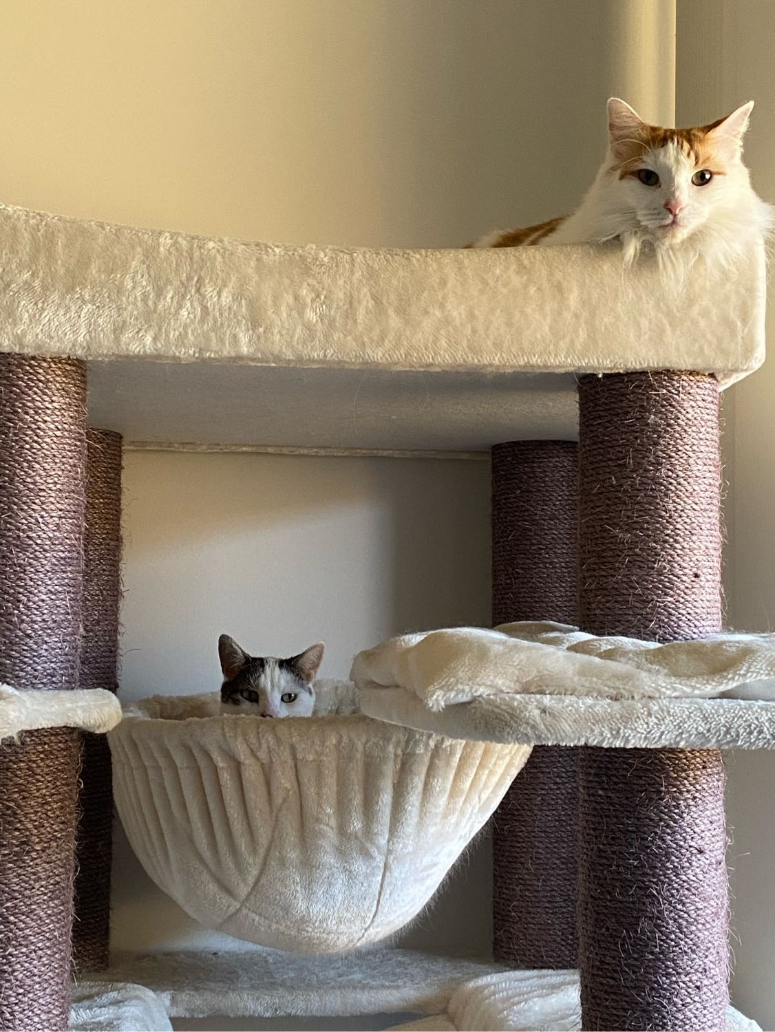 image-42