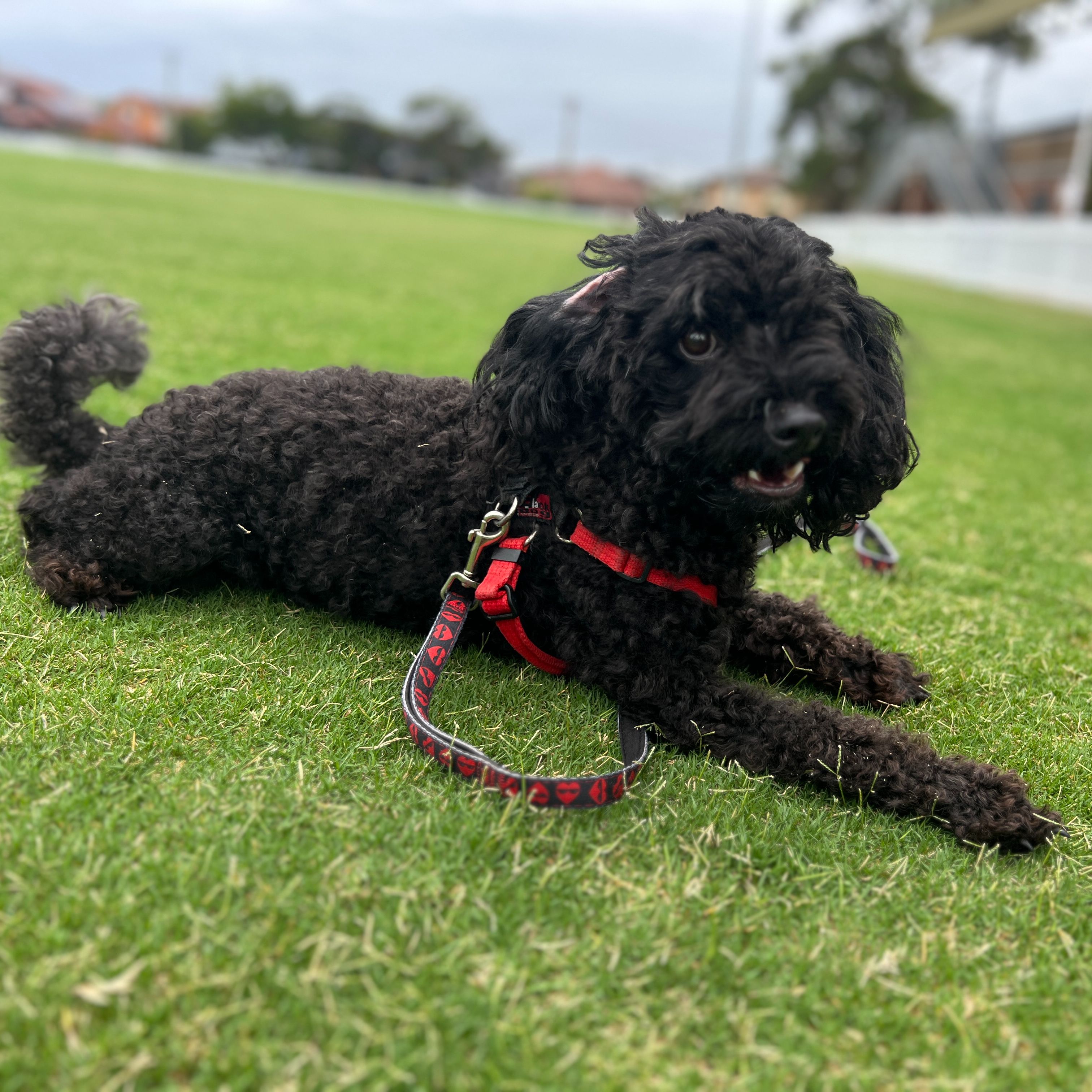 Oscar