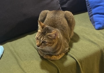 Nomi