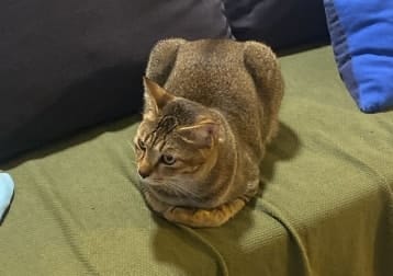 Nomi