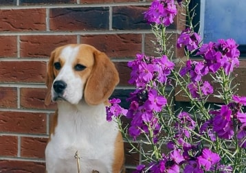 Lilly