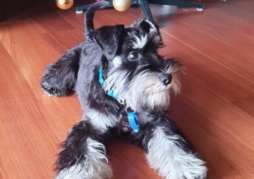 Teddy