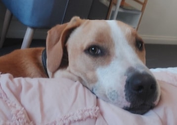 Bailey