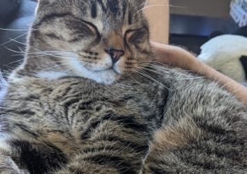 Loki