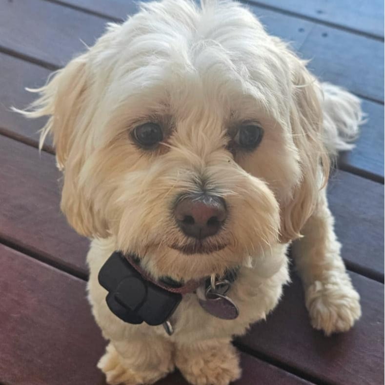 Alfie