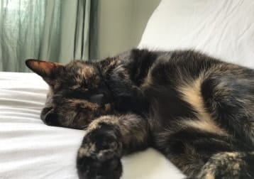 Peanut
