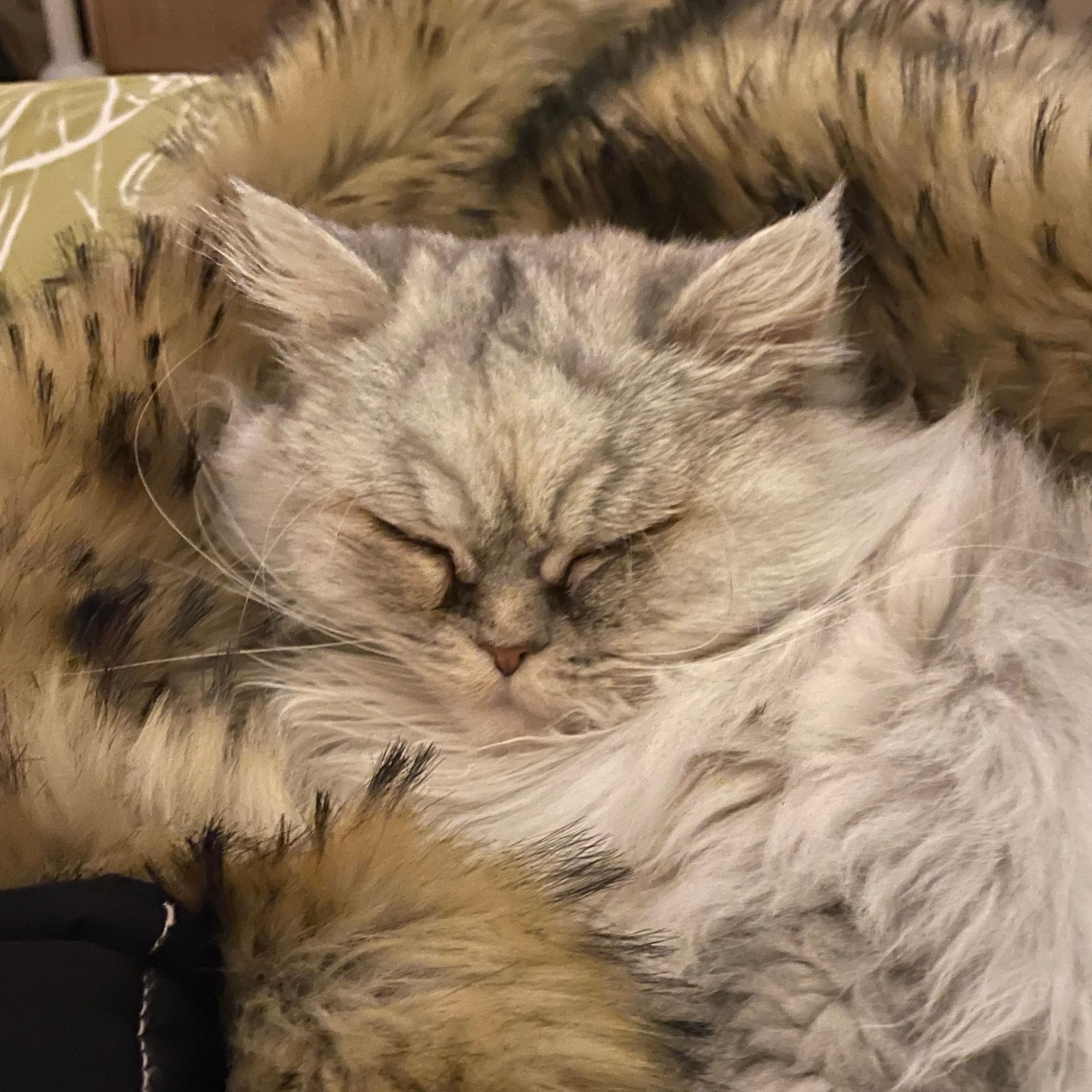Bonbon