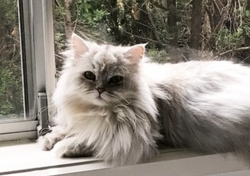 Bonbon