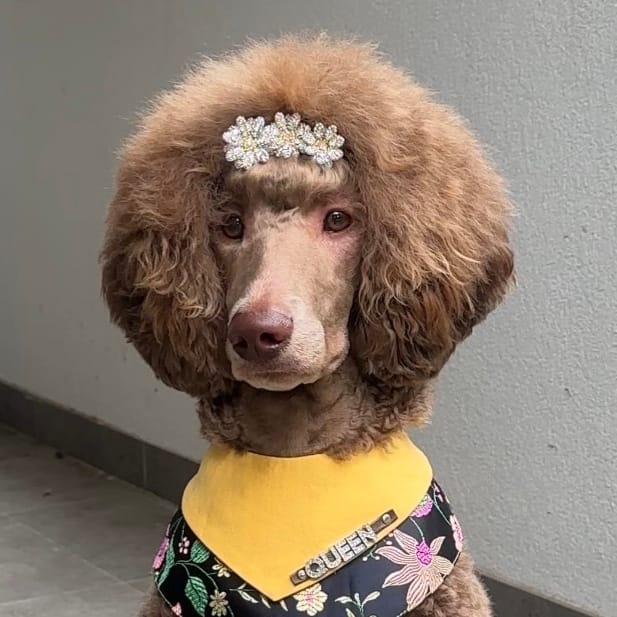 Queenie