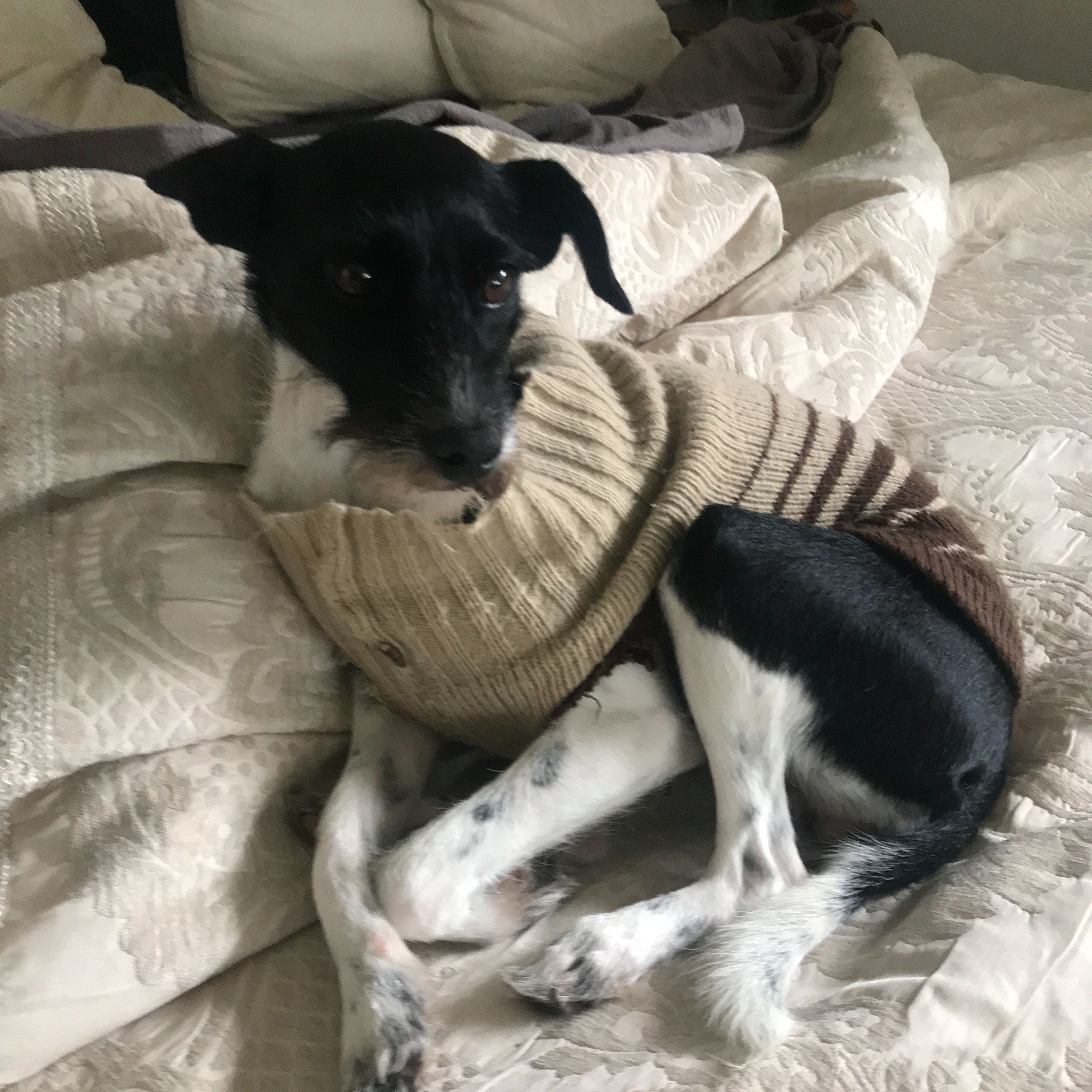 Layla