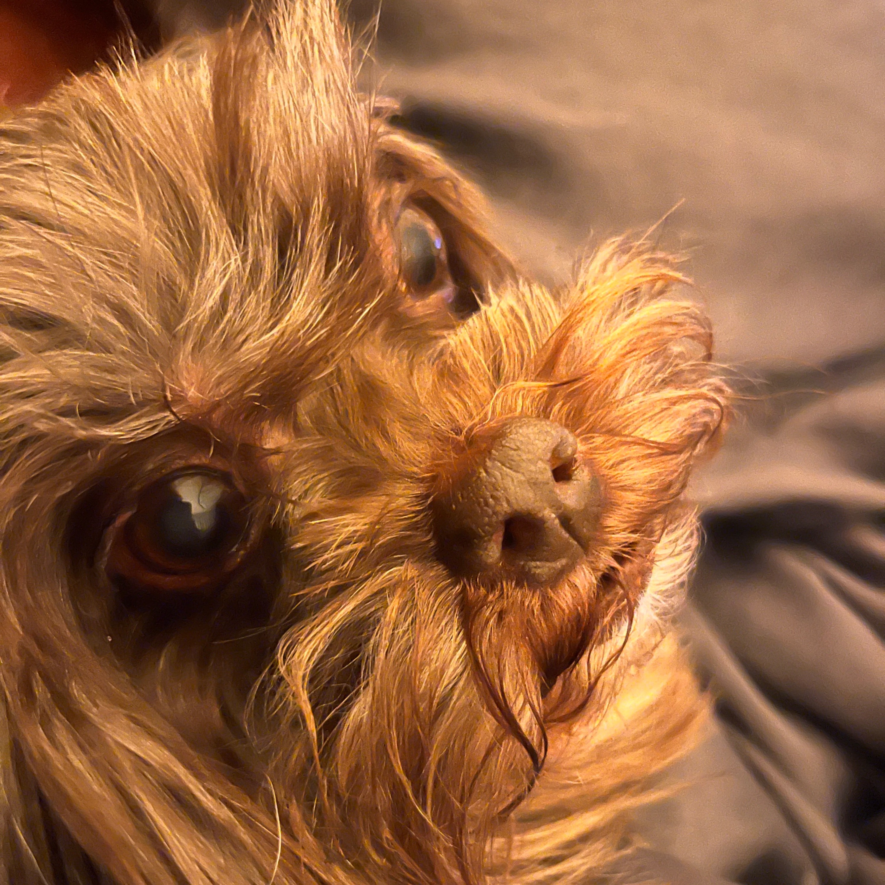 Roxy 
