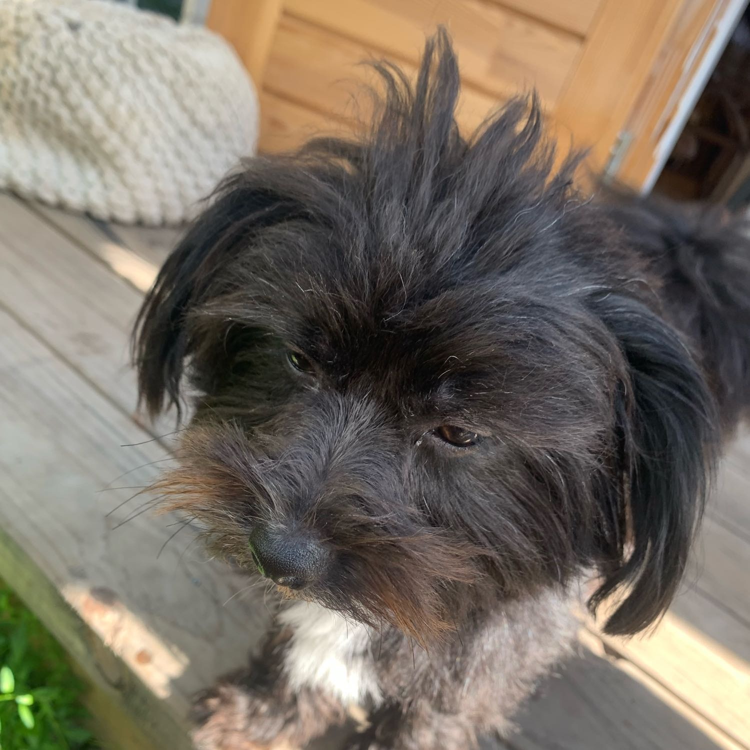 Pepper