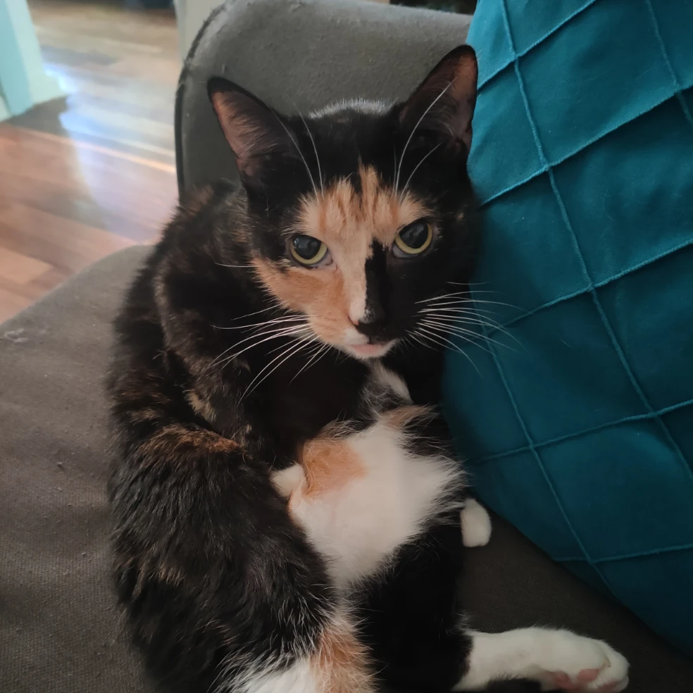 Artemis 